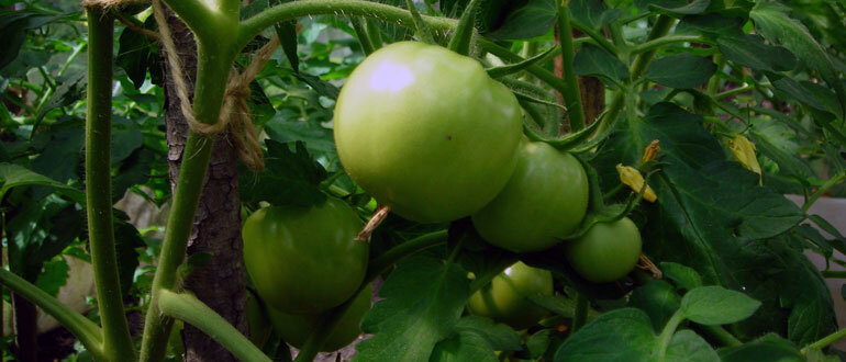 Как повысить урожай томатов: секреты хорошего завязывания плодов