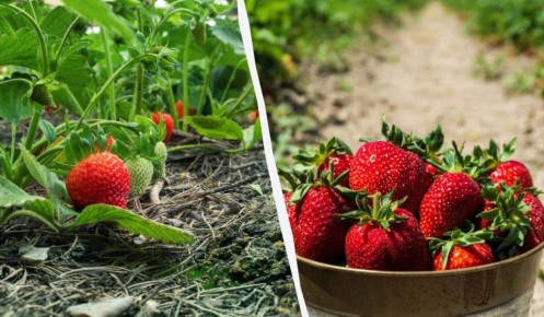 Как правильно поливать клубнику: секреты здоровых ягод