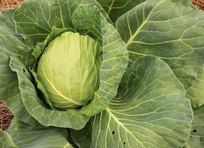 Почему капуста не формирует кочаны: разберем причины вместе
