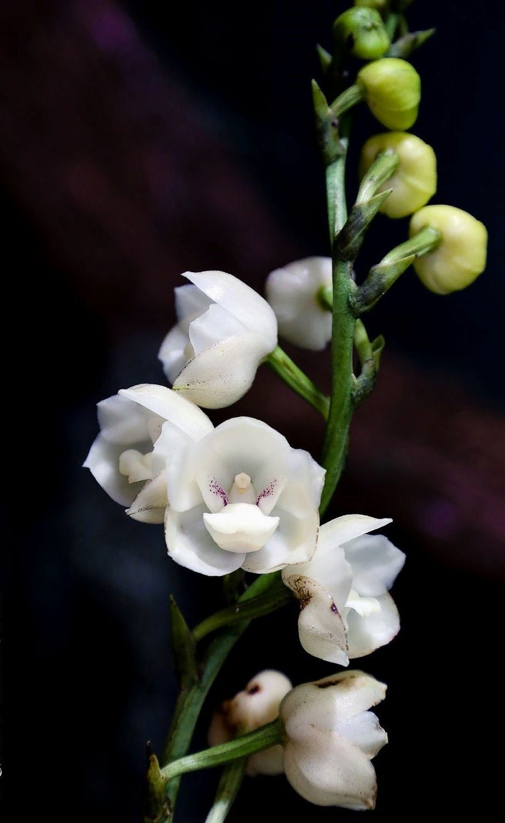 Конкурс красоты среди уникальных орхидей