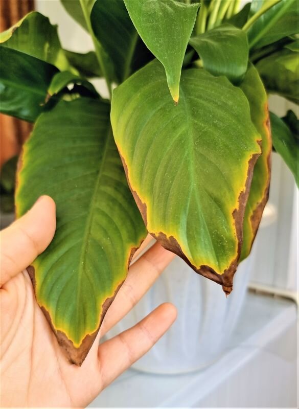 Проблемы спатифиллума: как вернуть яркость и здоровье листьям