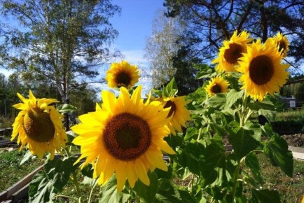 ���������� ������� � �����: ������ ����������� � �������