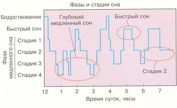 Как понять, что ваш сон нормальный: основные фазы и их значение