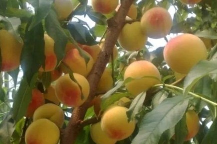 ������ ���� ������� ������� ������� ��������� ���������?