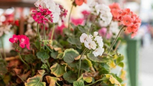 ��� ��������� ��������� ������ �� �����: ������� �������� �����