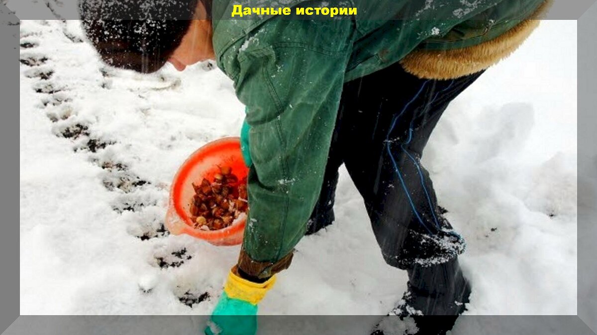 Секреты подзимнего посева: как обогатить цветочный сад к весне