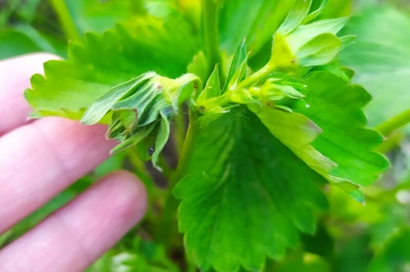 Как защитить клубнику от вредителей: советы по борьбе с долгоносиком