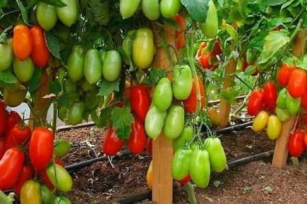 ����� ����������� ���������: �������� �������������� � �����������