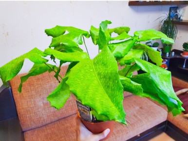 �������� ��������� ������� ��������: ������� � ������