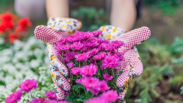 Узнайте, как правильно подкармливать хризантемы для пышного цветения