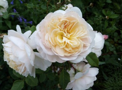 Секреты успешного размножения роз черенками для начинающих