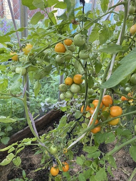 Сладкая облепиха: уникальные томаты для вашего огорода