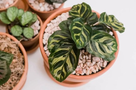 ��������� ��������� ��������: ��� ������ �� �� �������� ����������?