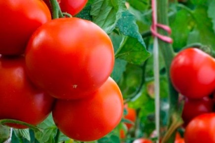 Томат Ангел: секреты ухода и богатые урожаи
