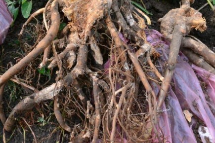 Как правильно делить и пересаживать пионы в конце августа