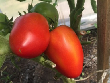 Как вырастить идеальные томаты: три секретных условия для успеха