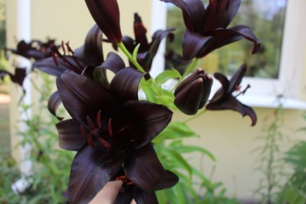 Телеграм как новинка: новый формат общения