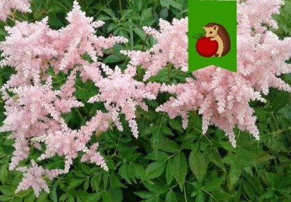 ������� ����� �� ���������: ��� �������� ������� ��������