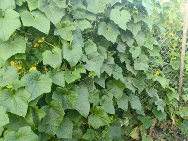 ��� ������ �������� � �������� ��������� �����: ������ �� ����� ��� ������������� ������������