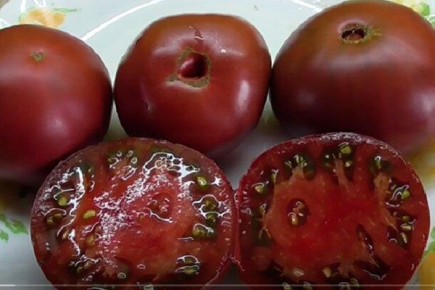 Откройте для себя чёрный томат: уникальный Бизон для вашего огорода