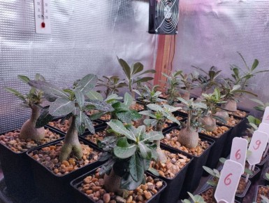 ��� ��������� �� ���������: ������� ����� � �����������