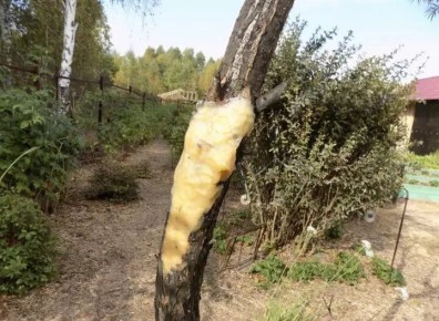 ������ ���������� ������ ��� ��������� � �����������