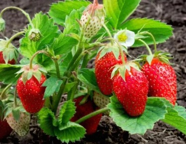 ������� ���������� ������ ��������: ������ ������, ������� ����� ���������