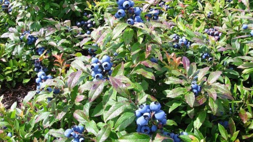 ������� ����� ������ ��������: ����, �������� � �������