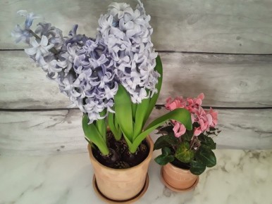 Ароматный сад: цветы, которые вызывают восхищение и сомнения