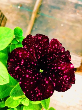 ���������� �����: ���� ������ ������, ������� ���������� ��� ���