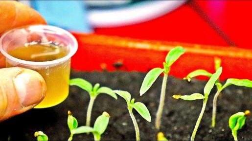 ����� �������� ������������� ������� �������: �������� �������� ����������� �������