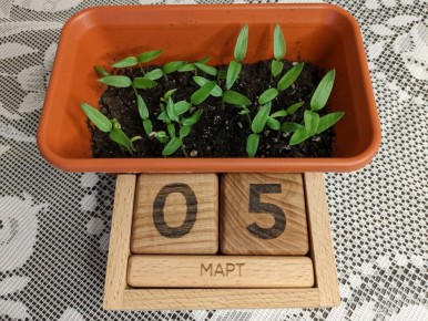 Тайны раннего посева: зачем gardeners перетаскивают рассаду?