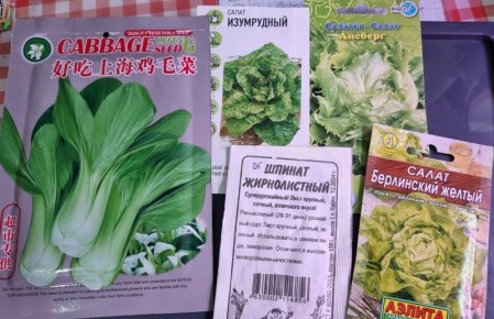 Весенний урожай: первые зелёные овощи, которые стоит сеять в марте