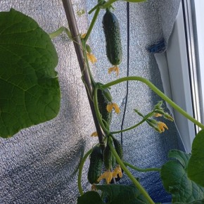 ������ ������ ����������: ��� ��������� ������ �� �����������