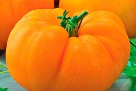 Как вырастить томаты Весы для длительного и обильного урожая