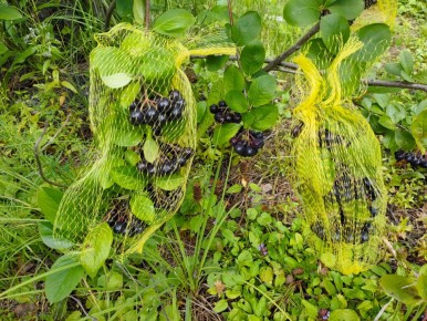 ������: ����������� ������ ��� ���������