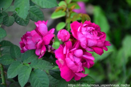 ���� �� ������: ��� ��������� ��������� ������� ����� ����� ����