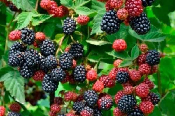 ������� �����: ��� �������� �������� ������ � ����������� �����