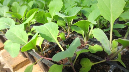 Апрель в огороде: какие культуры не стоит откладывать на потом