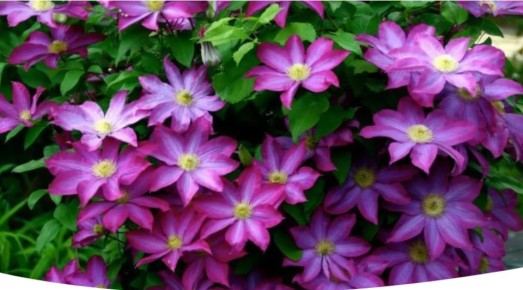 ��� ��������� ����������� ���������� ��� � �������� ��������������� ��������