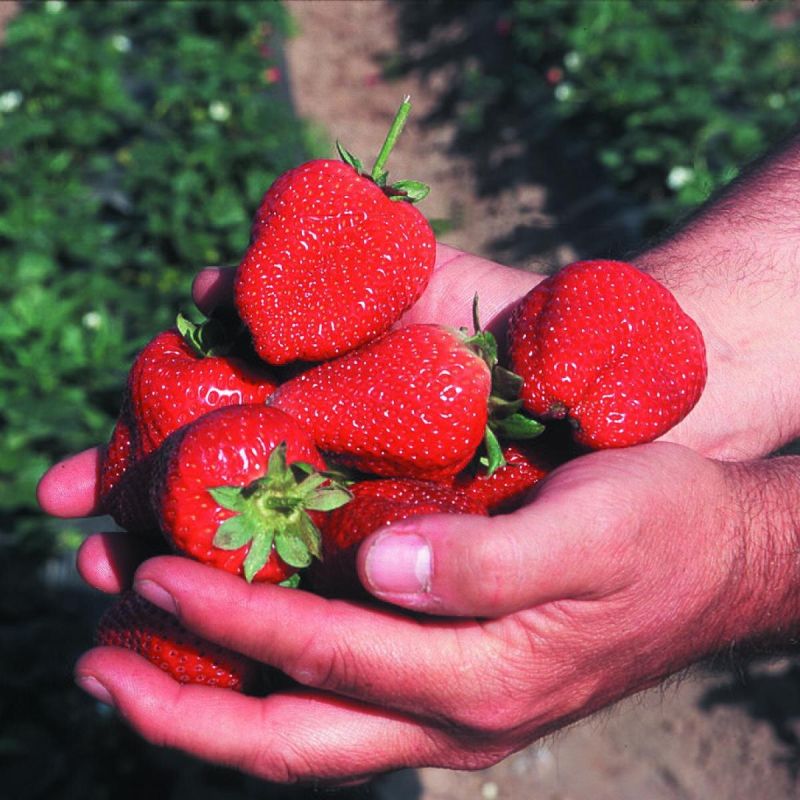 ��������� ���������� ���������: ������ ����� ��� ������ ����