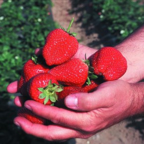 ��������� ���������� ���������: ������ ����� ��� ������ ����