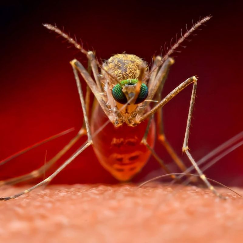 Комары стали чаще переносить опасных червей, которые живут в глазах и лёгких. Вспышку заражений дирофиляриозом фиксируют в центральных регионах страны — из-за потепления