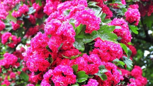 Декоративный боярышник: красота и польза для вашего сада