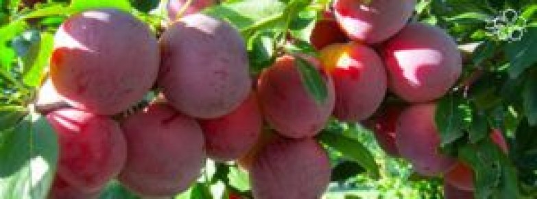 ��������: ��� ������� �������� � ��������� ���� ���������� ������