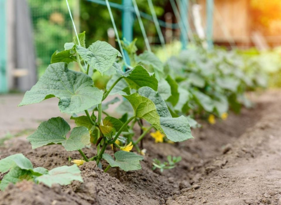 ���� ��� ��������� ����������� �������: �� ������ ����� �� ����� �� ����������