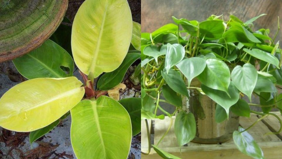 ������ �������������� ��������� ��������: �������� �������� ��� ��������� �������