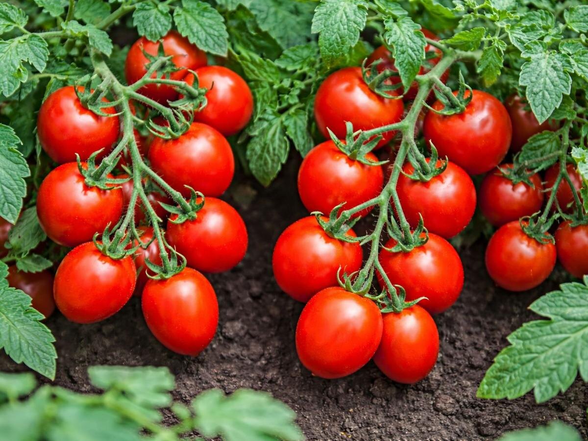 Как выбрать томаты для дачи: сорта, которые не требуют пасынкования
