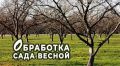 Весеннее пробуждение сада: когда и как обрабатывать деревья и кустарники