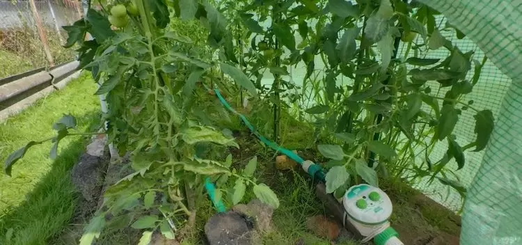 Как использовать помидорную ботву: лучшие советы для дачников и огородников